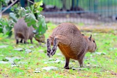 Kapibary w gdańskim zoo