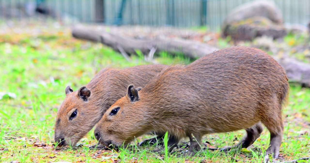 Kapibary w gdańskim zoo