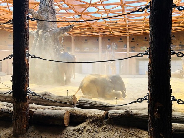 "Kąpiel" słoni w piasku, jaką można oglądać w łódzkim Orientarium /Agnieszka Wyderka /RMF FM