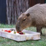 Kąpiel w płatkach róż i prezenty. Dzień Kapibary w łódzkim zoo