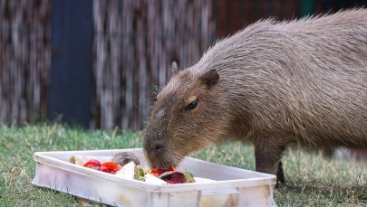 Kąpiel w płatkach róż i prezenty. Dzień Kapibary w łódzkim zoo