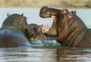 Kąpiele w odchodach. Hipopotamy stawiają na "metajelito" 