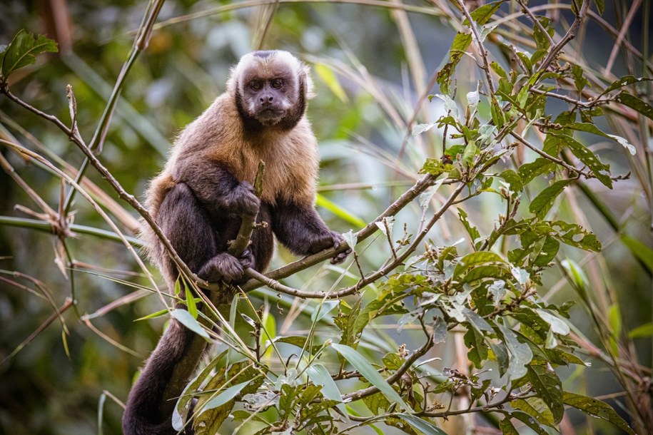 Kapucynka została aresztowana /Shutterstock