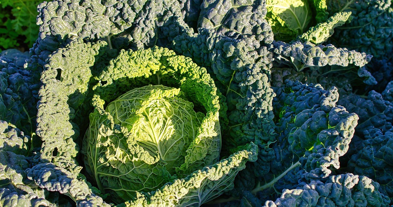 Капуста кале - це листова різновидність капусти, яка не утворює качана й має характерне кучеряве листя /pixabay.com