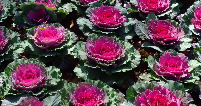Kapusta ozdobna jest trwałą alternatywą na groby dla delikatnych pelargonii. Ma szansę stać się nową królową cmentarzy? /123RF/PICSEL