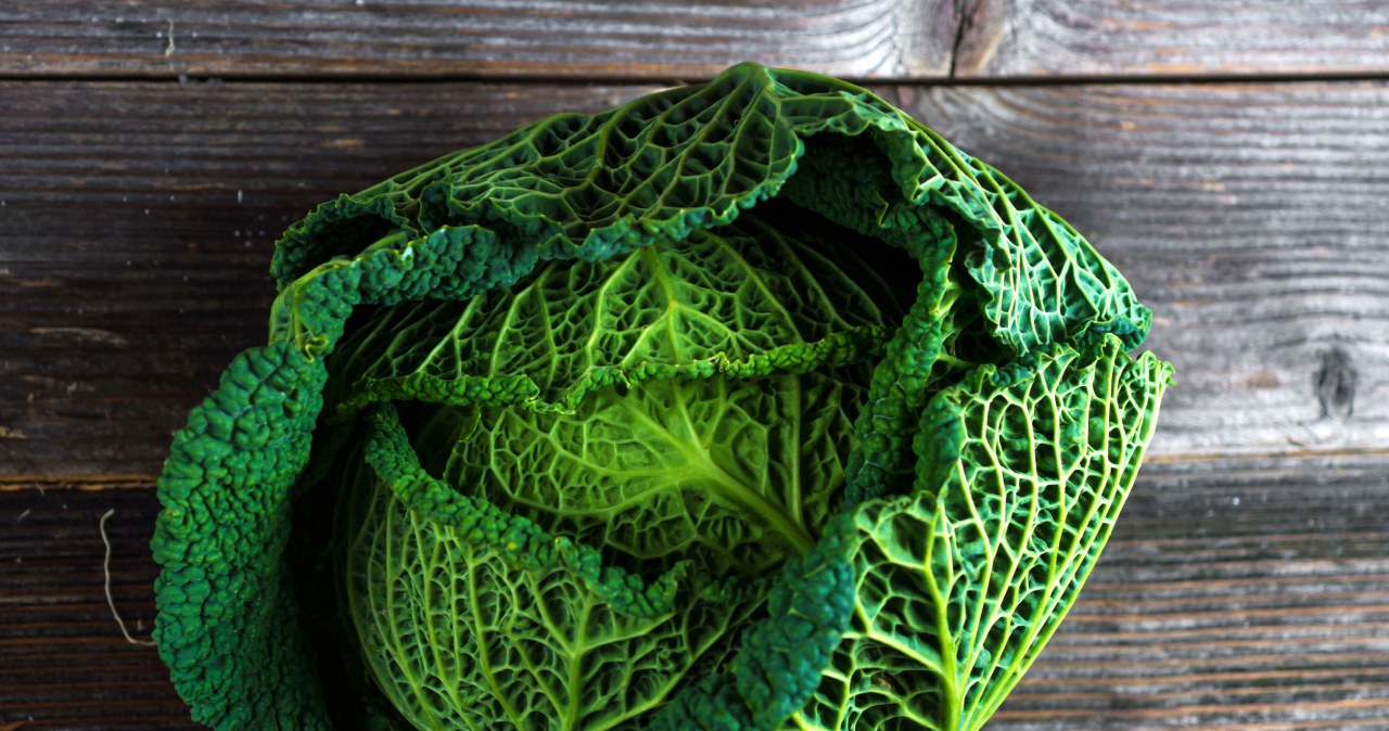 Kapusta włoska znakomicie nadaje się na farsz do naleśników