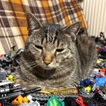 opłata Kara 480 zł dla właścicieli kotów. Wystarczy nie zapłacić podatku