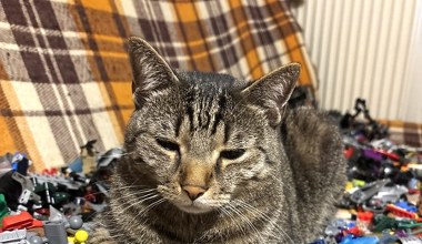 Kara 480 zł dla właścicieli kotów. Wystarczy nie zapłacić podatku