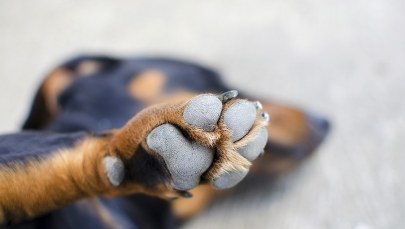 Kara więzienia za brutalne zabicie psa