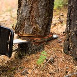 Kara za wycinanie drzew bez pozwolenia? W tych sytuacjach nie potrzebujesz na to zgody