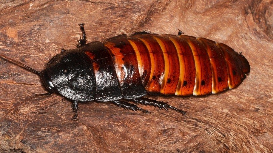 Karaczan madagaskarski