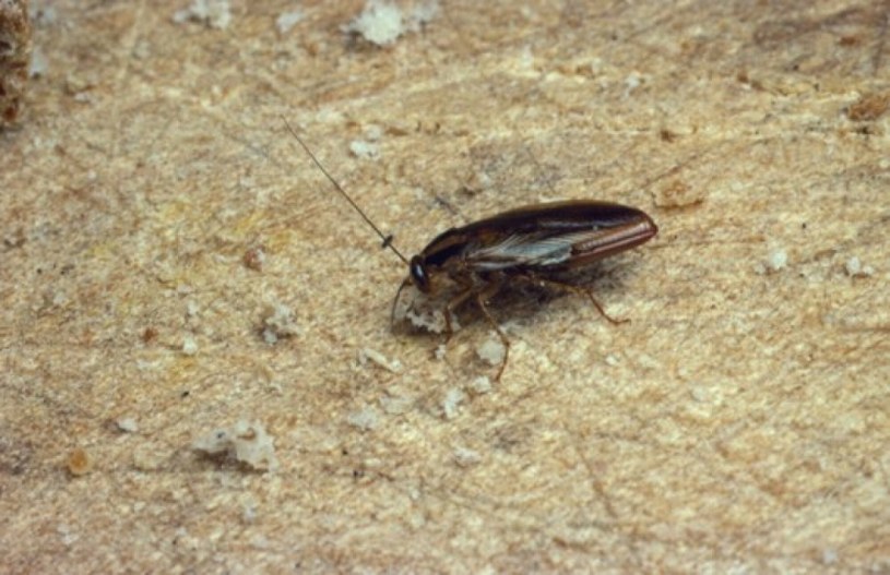 Karaczan prusak (łac. blattella germanica) /Science Photo Library /East News