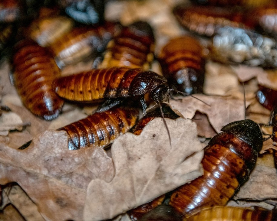 Karaczany, które można adoptować, nadać im imiona i skazać na pożarcie /lodz.pl /Materiały prasowe