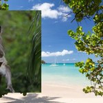 Karaibski raj chce uśmiercić małpy, które rozmnożyły się na wyspie