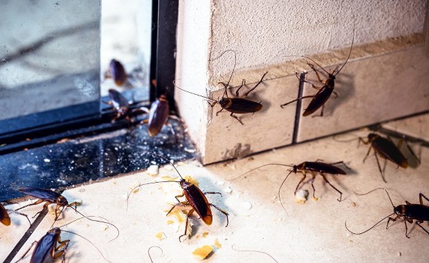 Karaluchy, kleszcze i komary tygrysie zmorą wakacji w Hiszpanii