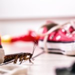 Karaluchy nie znoszą tego zapachu. Szybko wypędzisz je z domu