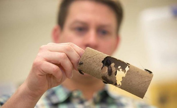 Karaluchy w ciąży potrzebują więcej snu