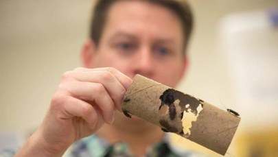 Karaluchy w ciąży potrzebują więcej snu