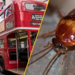 Karaluchy w londyńskich autobusach! Kierowcy grożą protestem