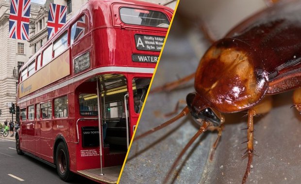 Karaluchy w londyńskich autobusach! Kierowcy grożą protestem