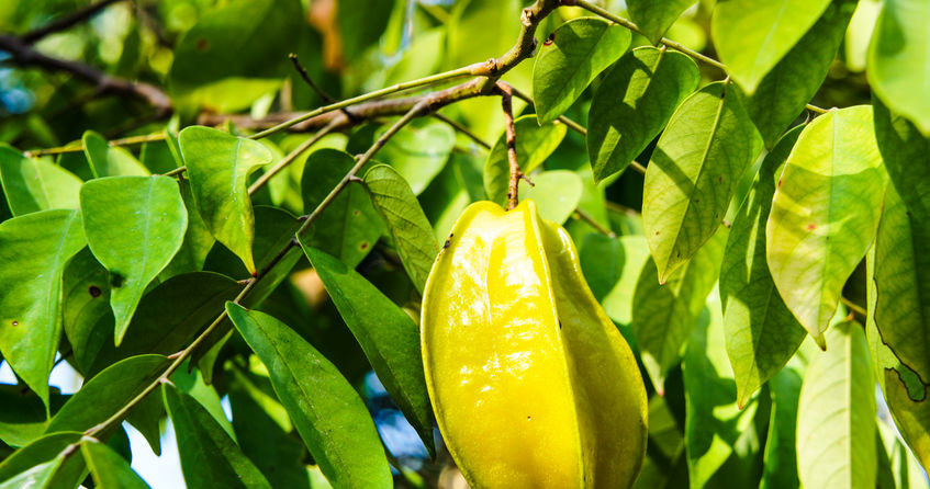 Karambola /&copy;123RF/PICSEL