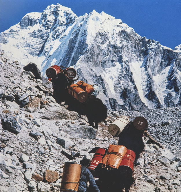 Karawana jaków w drodze do bazy pod Lhotse, 1974 /Źródło zdjęć: Archiwum Polskiego Himalaizmu Zimowego/Mirosław Wiśniewski  /