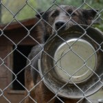 Karma, leczenie, kastracja. Bezdomne zwierzęta kosztują miliony złotych