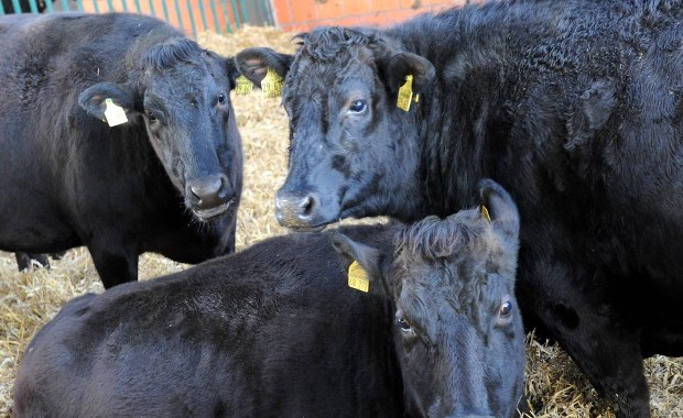 Karmią krowy czekoladą, ciastkami i cukierkami. Tak powstaje najdroższa wołowina na świecie