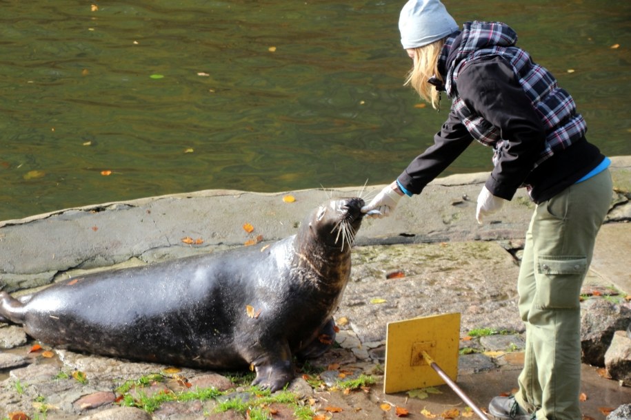 Karmienie fok w gdańskim zoo /Piotr Bułakowski /RMF FM