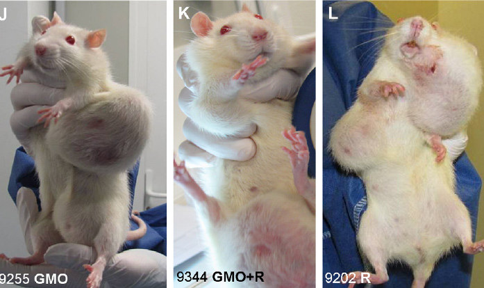 Karmienie szczurów GMO dało przerażające efekty... /INTERIA.PL