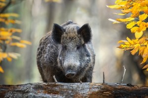 Karmienie zwierząt leśnych. Dlaczego myśliwi bronią "nęcisk"?