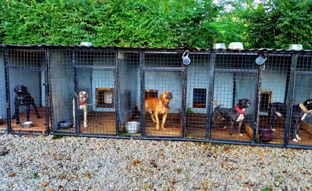 Karmił psy testosteronem i tresował do walki