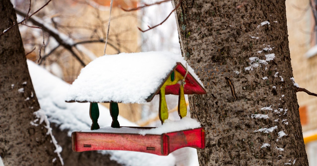 Karmnik dla ptaków w kolorze czerwonym czy żółtym nie będzie przez nie chętnie odwiedzany. /Pixel