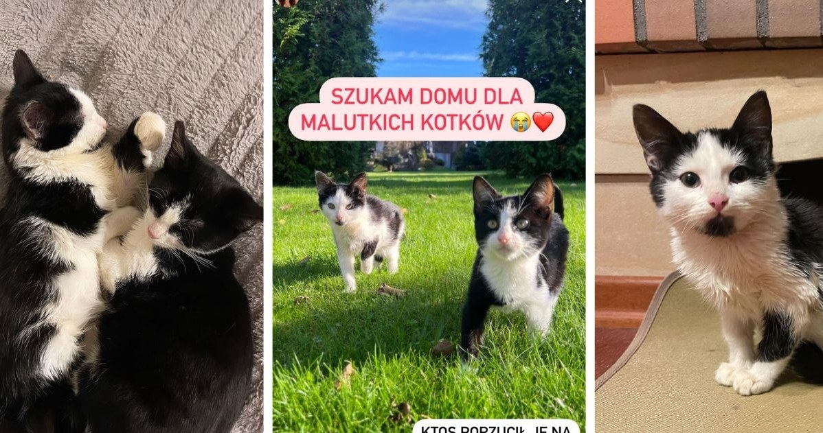 Karolina Byrgiel pomaga bezdomnym kotom /Instagram: karolina_byrgiel