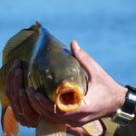 Karp - najbardziej ekologiczna ryba dostępna w sprzedaży