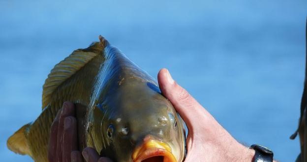 Karp pozostaje rybą sezonową /&copy;123RF/PICSEL