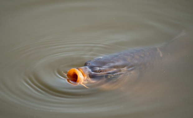 Karp staje się produktem ekskluzywnym. "To cenowe szaleństwo"