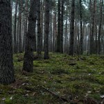 Karpacz: W lesie znaleziono ciało 38-latki