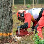 Kary dla wycinających drzewa bez zezwolenia