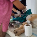 Kastracja zwierząt uczniów na zajęciach w szkole. Weterynarz pod lupą