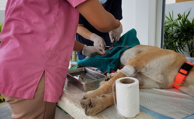 Kastracja zwierząt uczniów na zajęciach w szkole. Weterynarz pod lupą