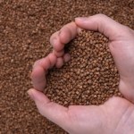 Kasza, która robi robotę. Płaskurka wraca na talerze, wspierając serce i jelita 