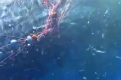 Kaszalot zaplątany w nielegalne sieci u wybrzeży Sycylii