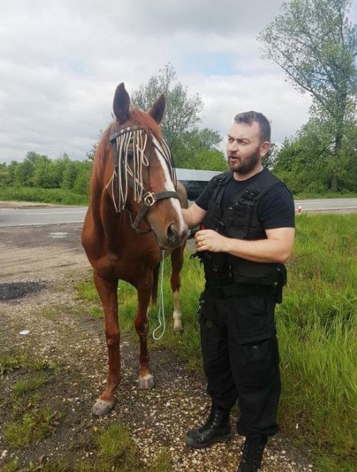 Kasztanka-uciekinierka pod opieką policjanta /foto. KMP w Oświęcimiu /