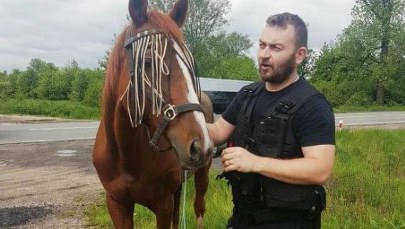 Kasztanka zwiedzała Małopolskę. Biegała po drodze krajowej nr 44