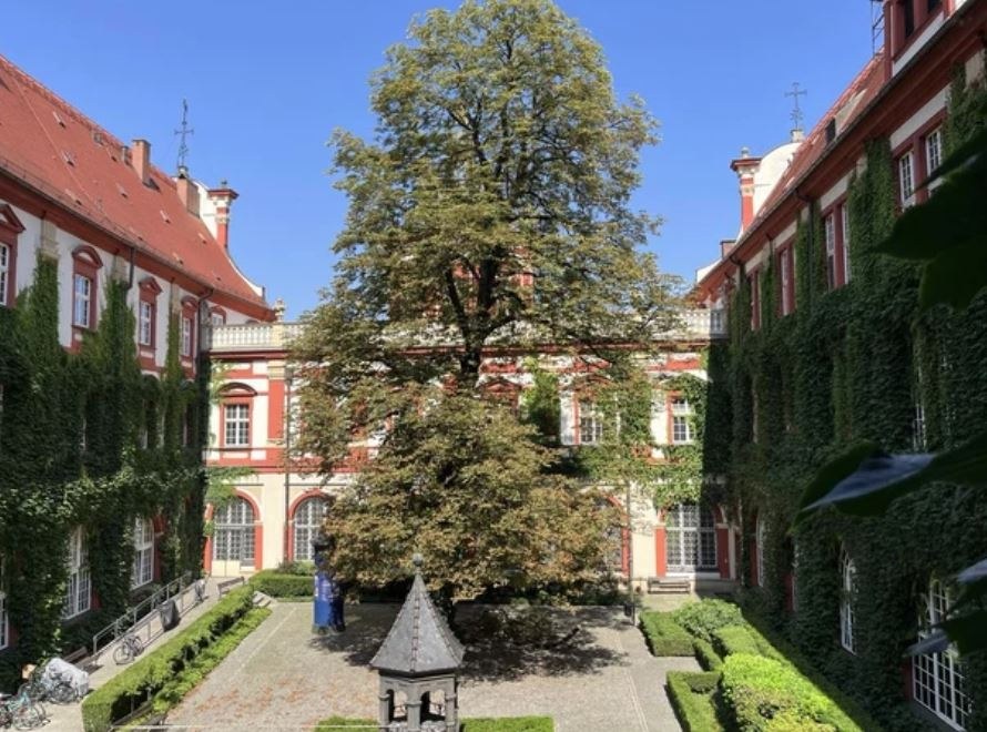 Kasztanowiec, który został wycięty /Paweł Pyclik /RMF24