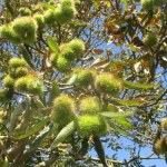 Kasztany jadalne wcale nie pochodzą od kasztanowca. To owoce innej rośliny