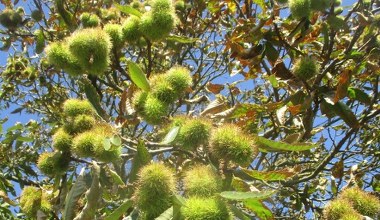 Kasztany jadalne wcale nie pochodzą od kasztanowca. To owoce innej rośliny