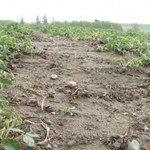 Kaszuby: Atak zimy w maju zniszczył uprawy truskawek