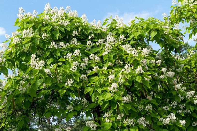 Katalpa to piękne drzewo, które kwitnie na przełomie czerwca i lipca. Jest jednak kruche i wymaga regularnego przycinania, jeśli ma być ozdobą ogrodu. /Pixel